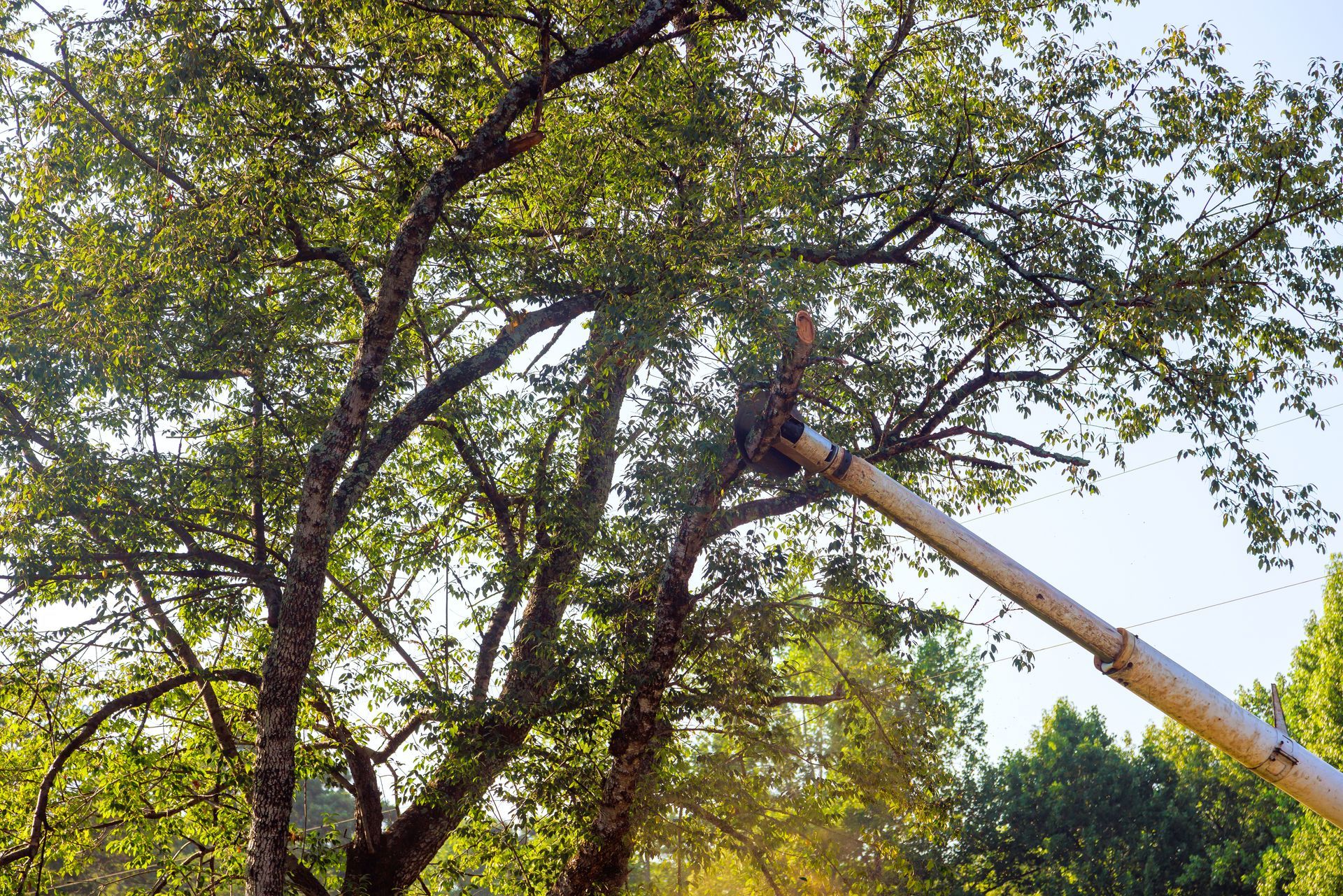 McKenley Tree Care arborists performing tree removal in Concord NC