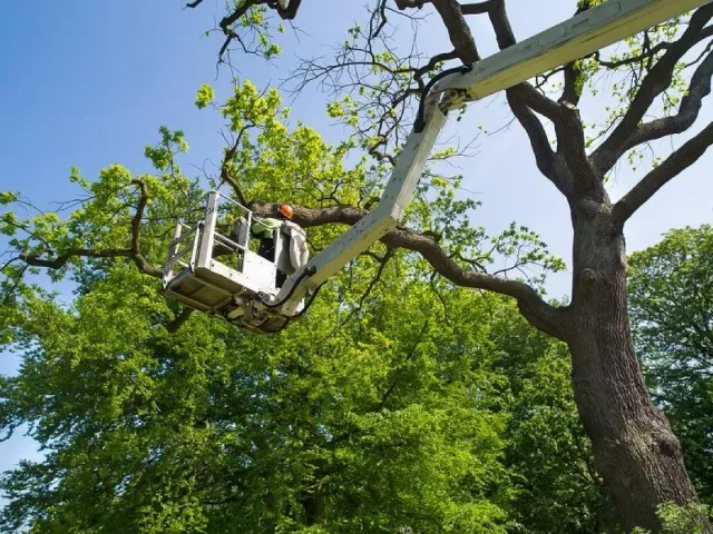 Professional stump grinding service by McKenley Tree Care in Salisbury NC