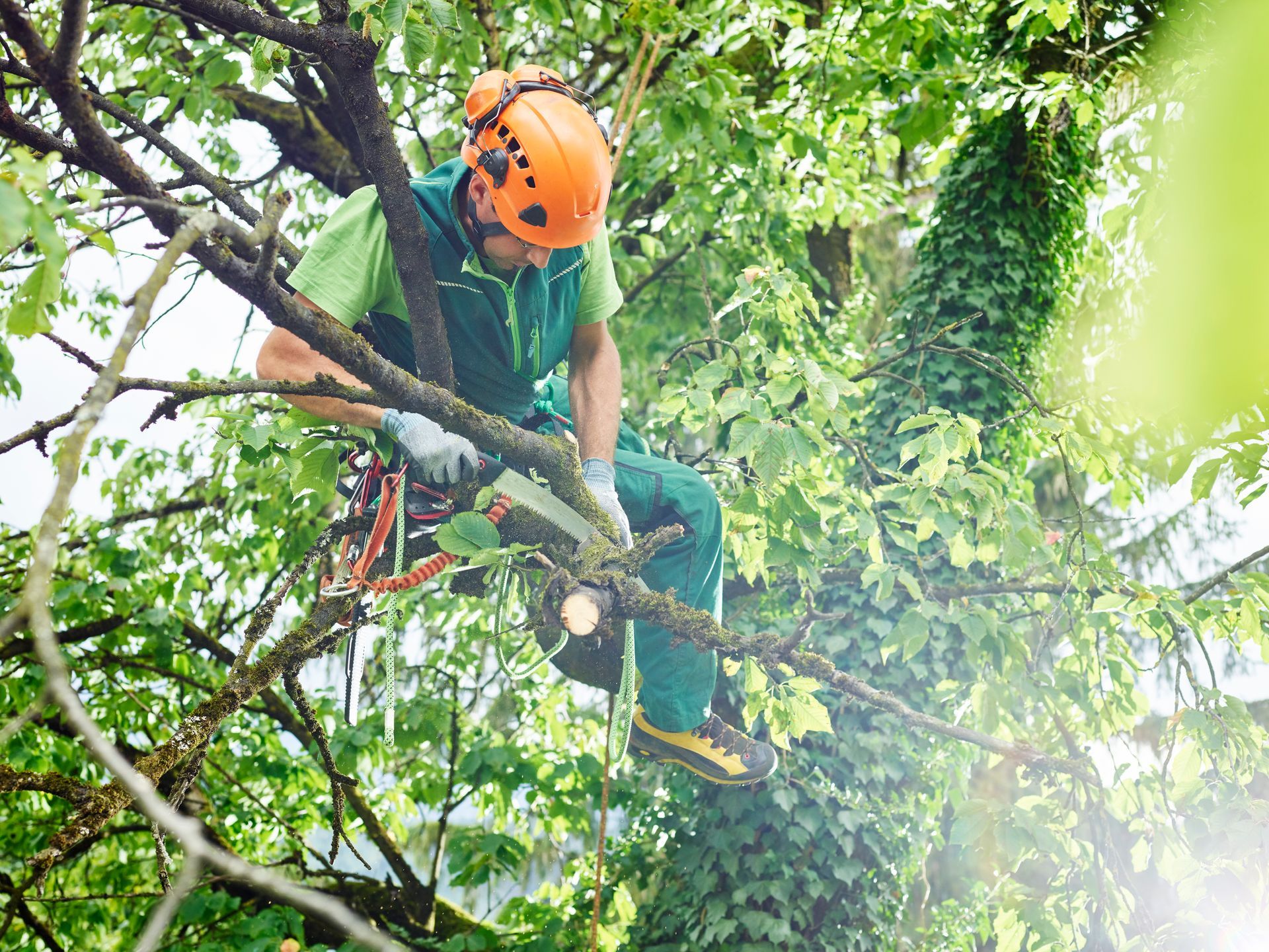 Tree removal services in Salisbury NC by McKenley Tree Care