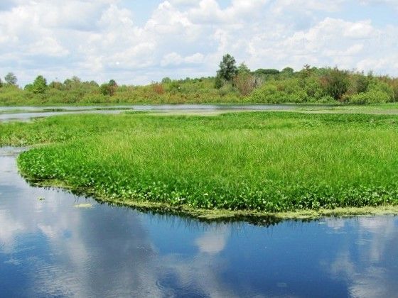 AQUATIC PLANTING + LITTORAL MAINTENANCE
