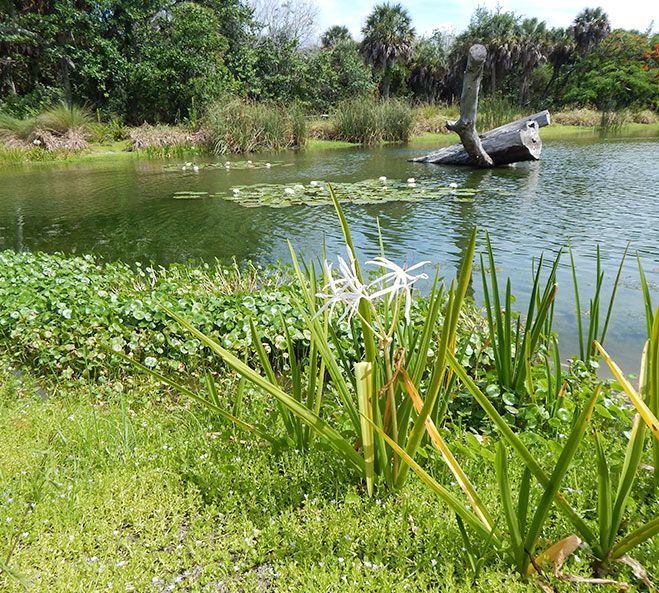 AQUATIC PLANTING + LITTORAL MAINTENANCE