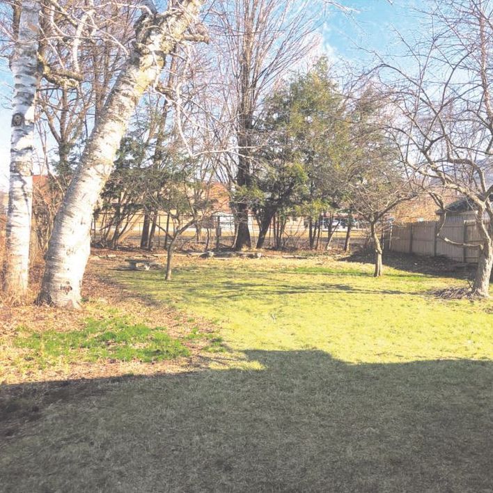 Grassy backyard with trees and a fence on a sunny day.