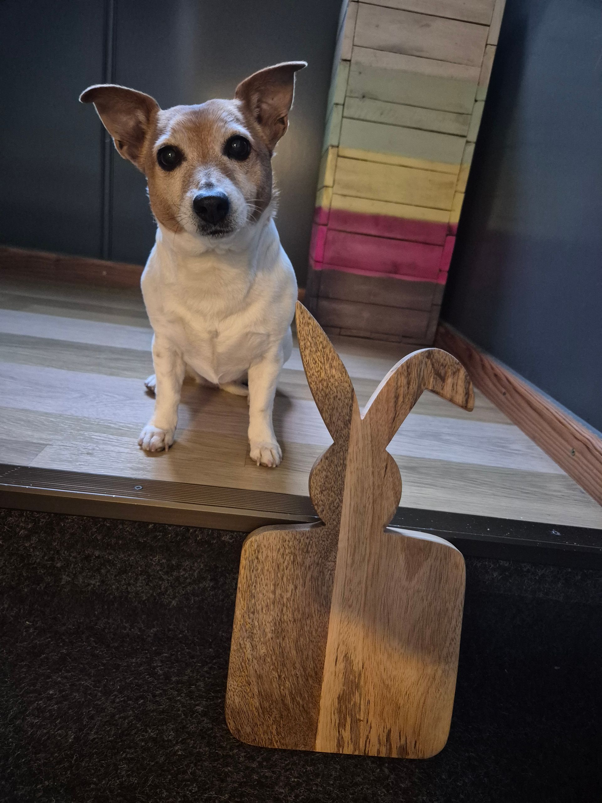 Een klein hondje zit binnen naast een houten, snijplankvormig voorwerp op een gestreept tapijt.