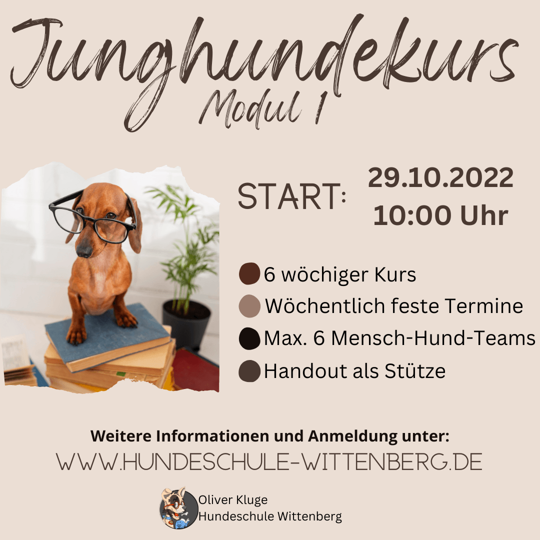 Hundeschule Für Kleine Hunde In Der Nähe Oliver Kluge - Hundeschule Wittenberg