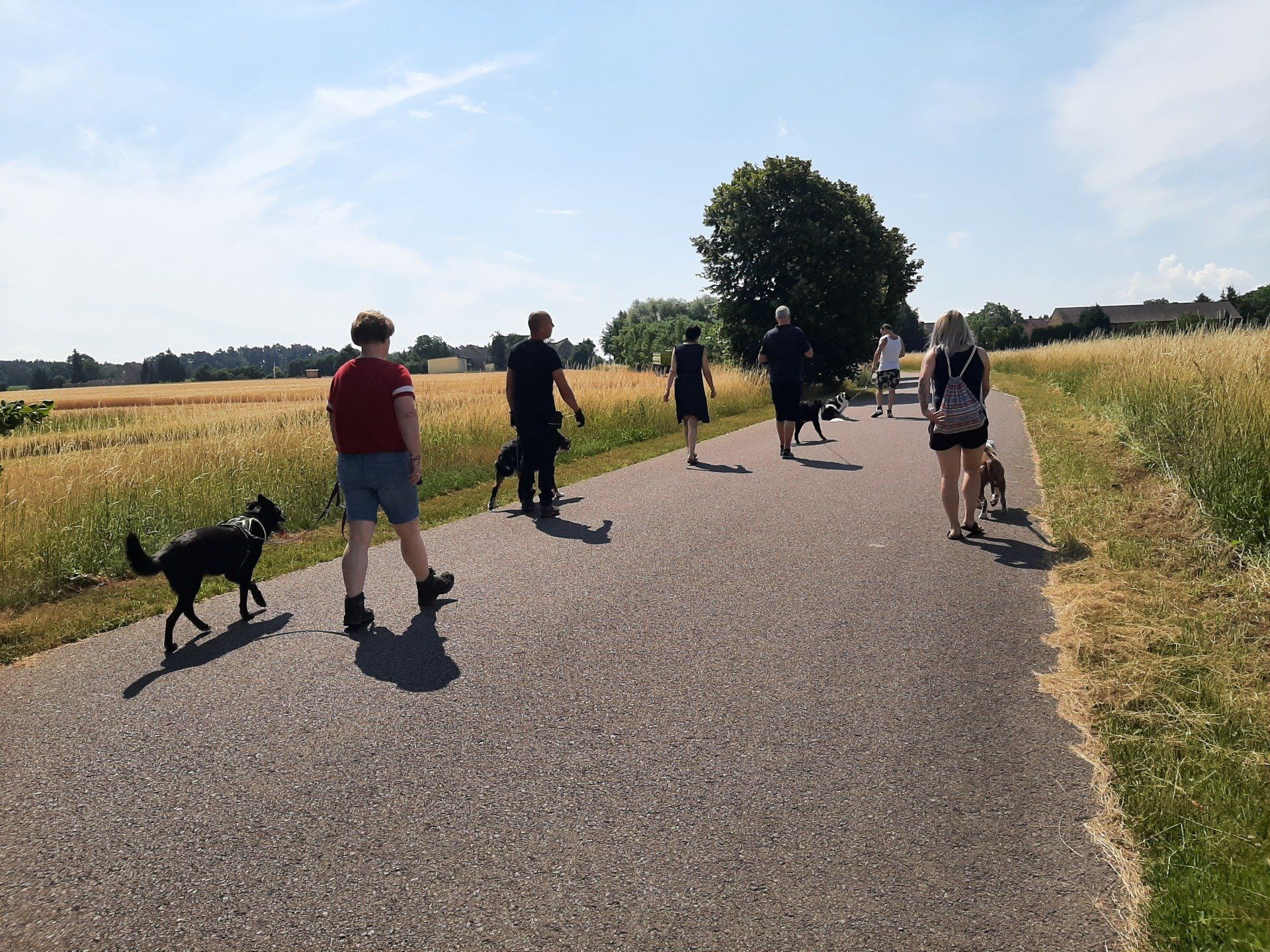Eine Gruppe Leute geht mit ihren Hunden während des Social-Walk einen Weg entlang.