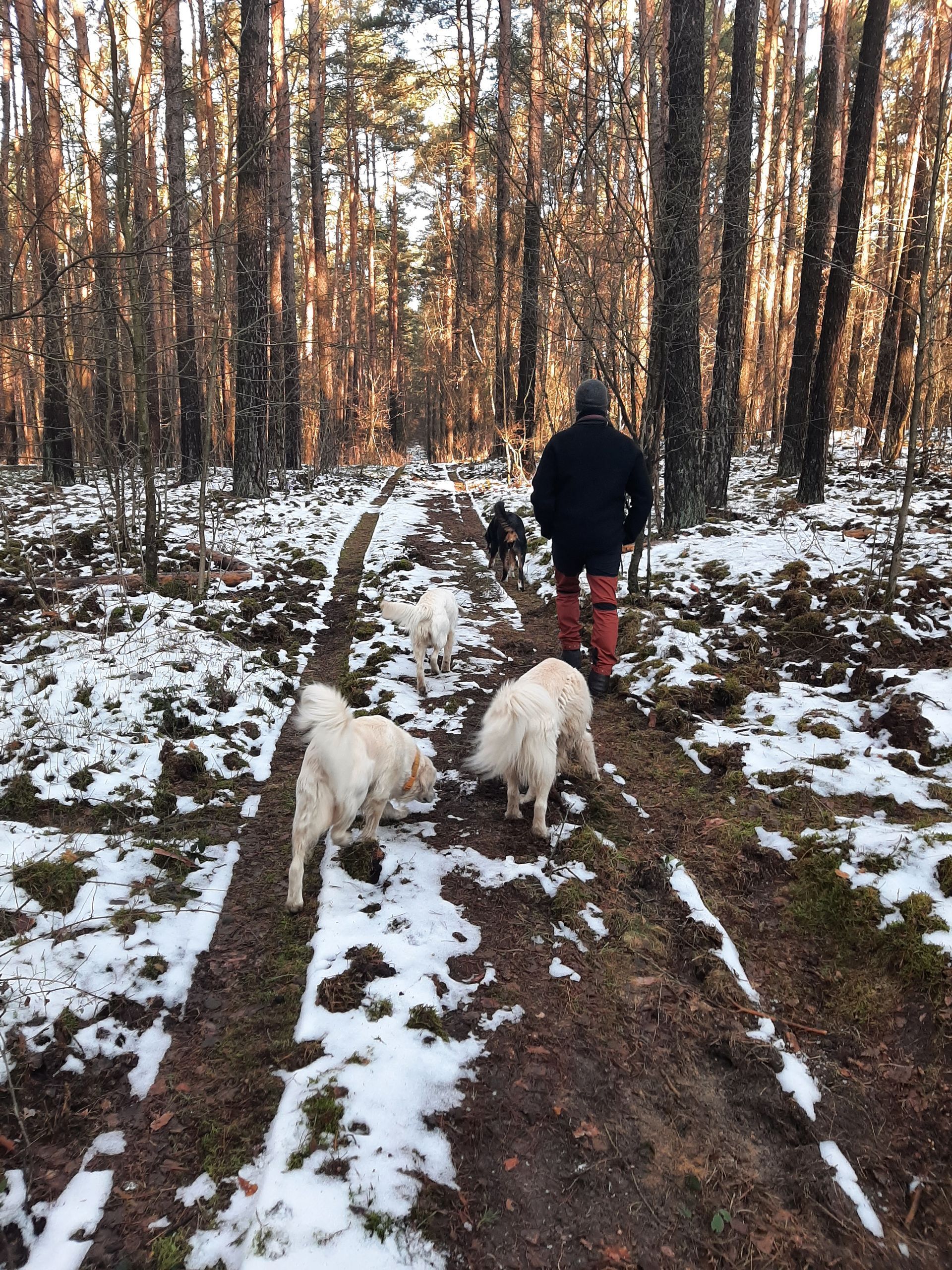 Der Beziehungs-Code Werbung für ein Hundetrainingsprogramm. Text links, Foto von Person und Hunden rechts.