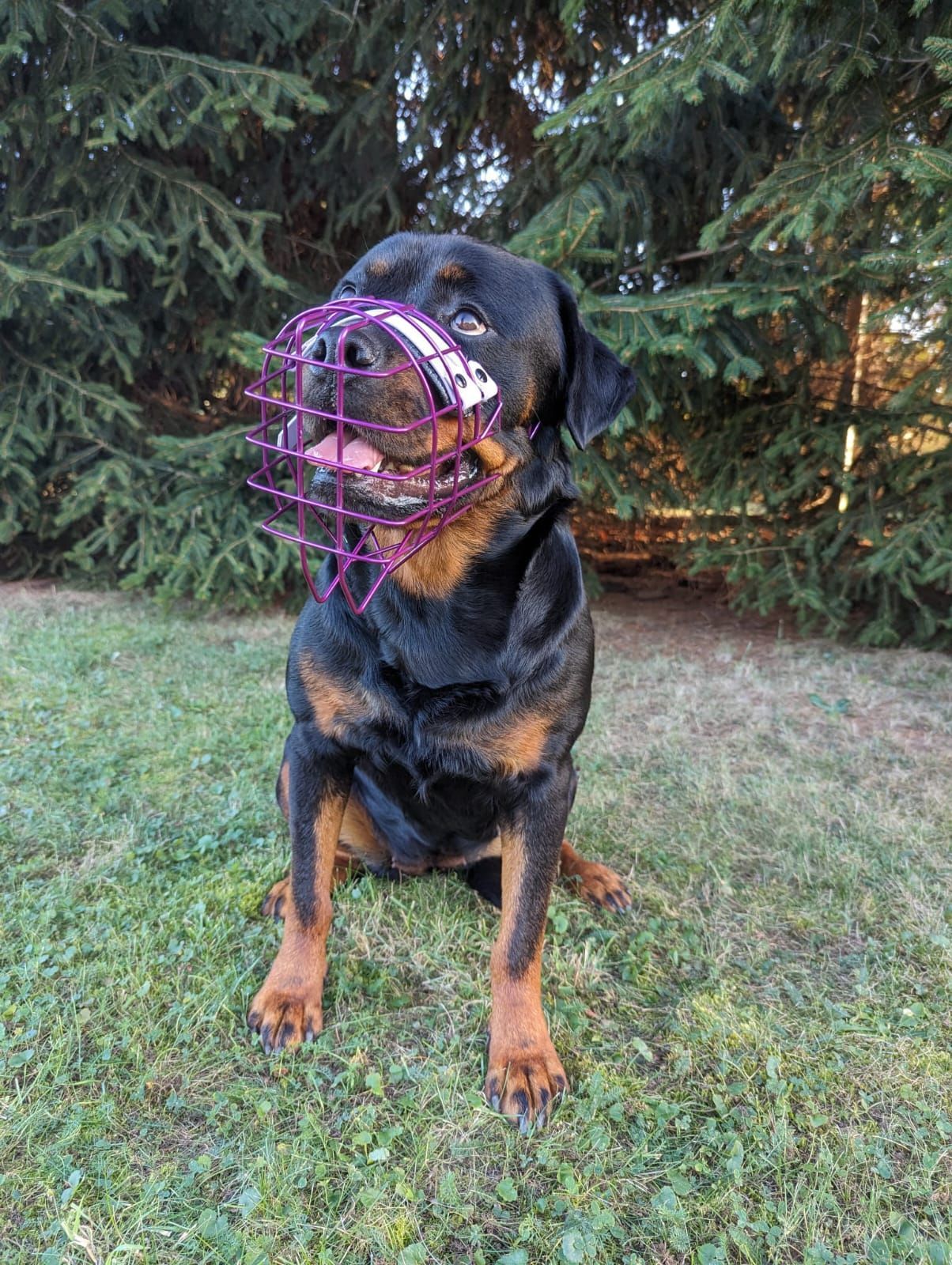 Maulkorb-Beratung Ein Rottweiler mit rosa Maulkorb sitzt im Gras.