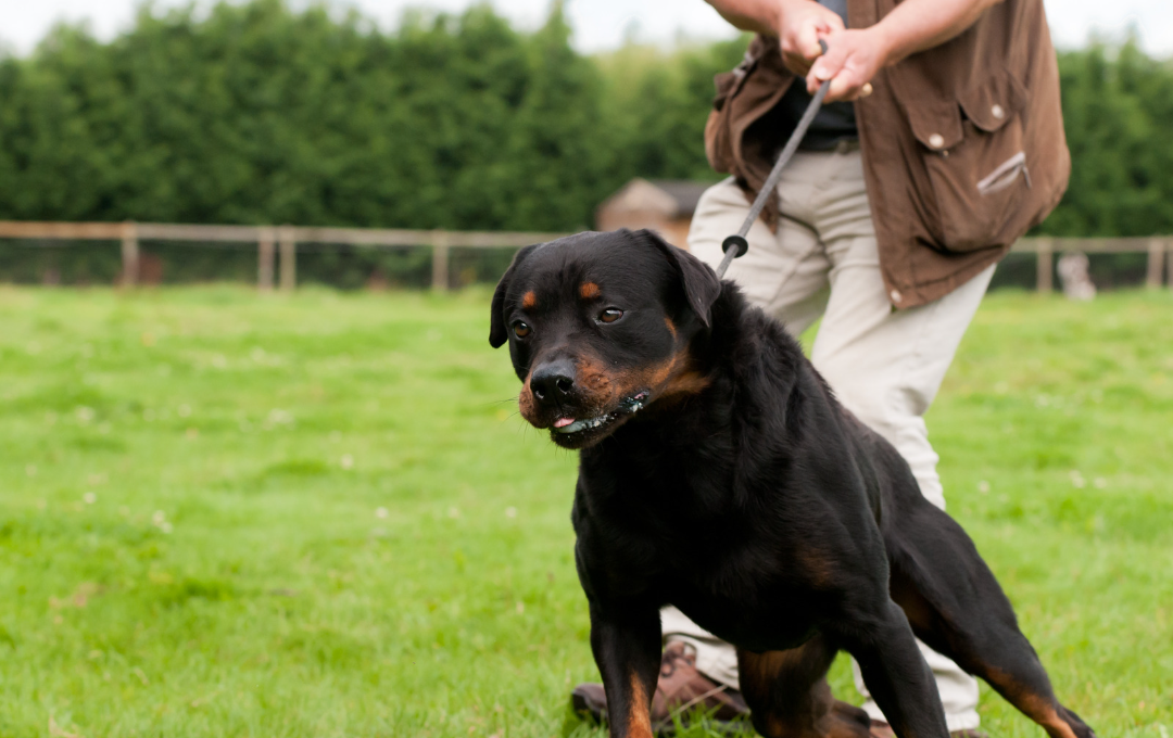 Charakter-Hunderunde Ein Mann führt einen großen schwarzen Hund an der Leine über ein Feld.