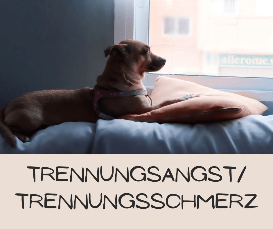 Ein Hund liegt auf einem Bett und schaut aus dem Fenster