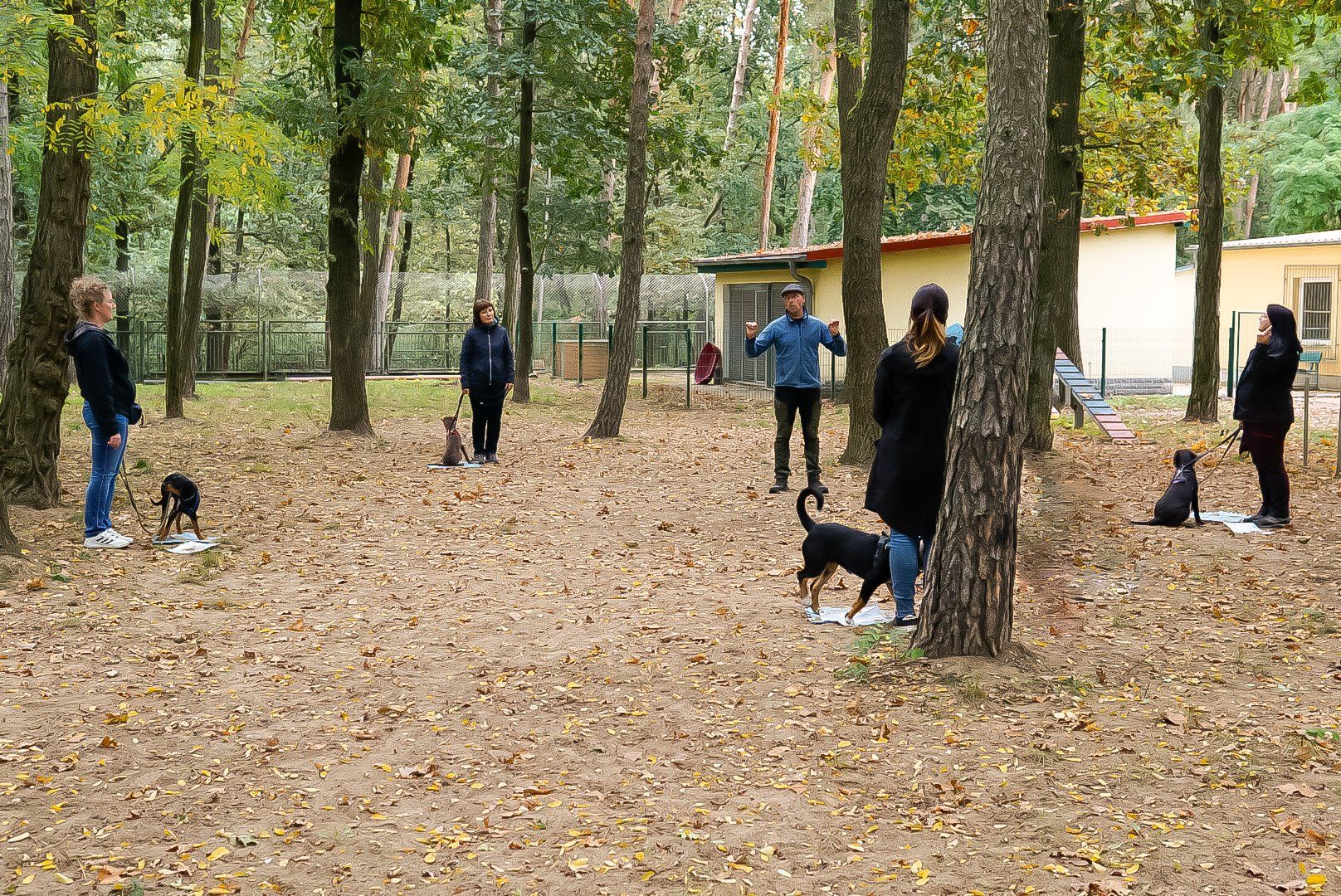 Welpenkurs Eine Gruppe von Leuten spielt mit ihren Hunden in einem Park.