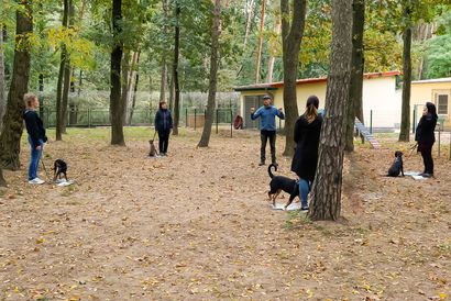 Gruppenkurse Eine Gruppe von Leuten spielt mit ihren Hunden in einem Park.