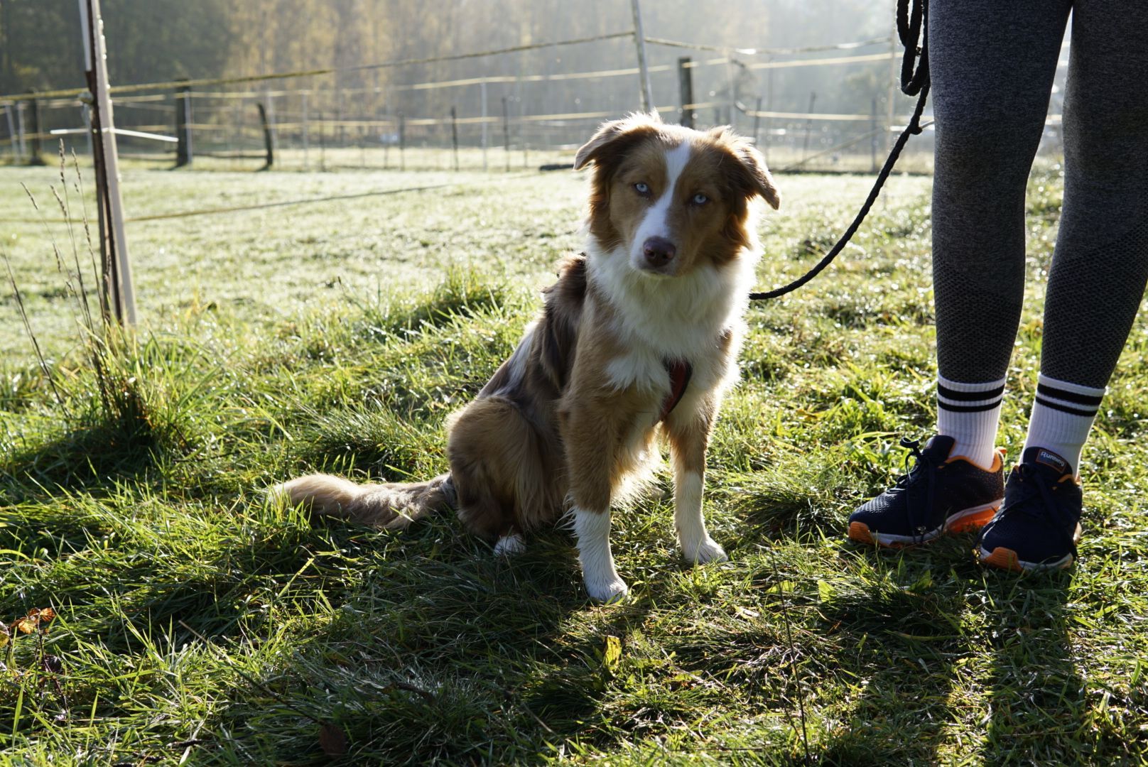Ein braun-weißer Hund sitzt an der Leine neben einer Person im Gras.