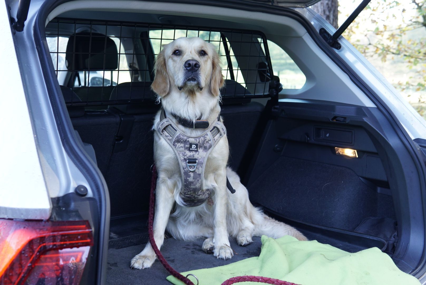 Ein Hund mit Geschirr sitzt auf dem Rücksitz eines Autos.