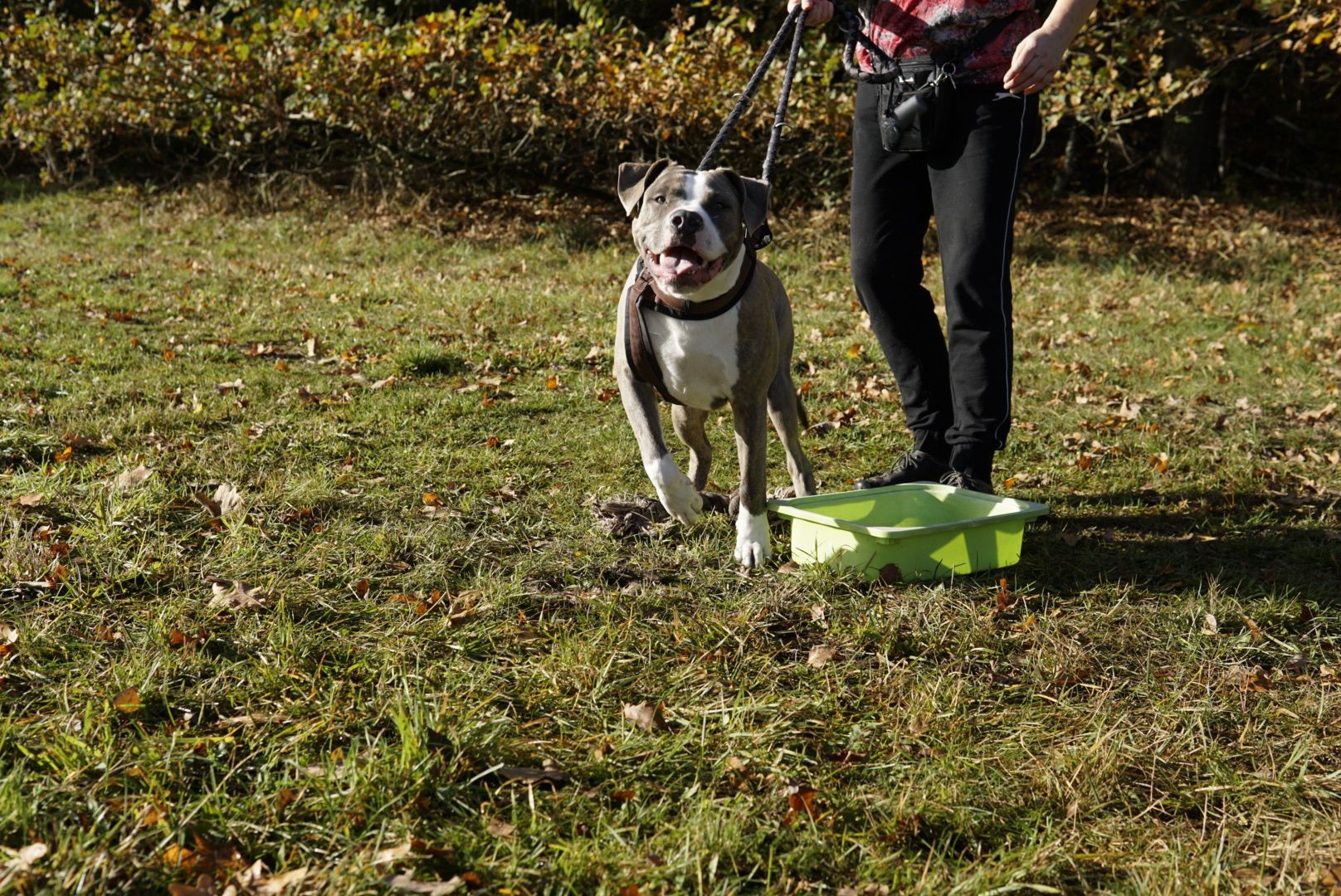 Eine Person geht mit einem Hund an der Leine auf einem Feld spazieren.