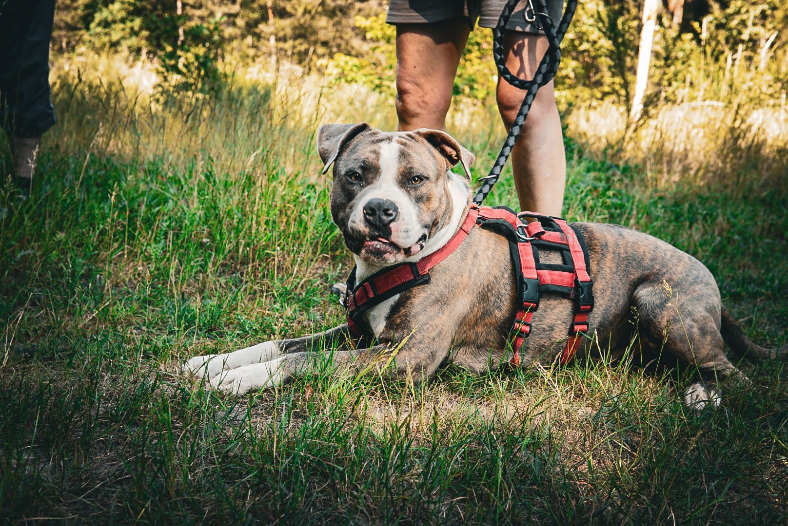 Vorbereitung Wesenstest Eine Person geht mit einem Hund an der Leine durchs Gras spazieren.