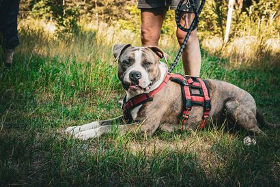 Vorbereitung Wesenstest - Hundeschule Wittenberg Eine Person geht mit einem Hund an der Leine durchs Gras spazieren.