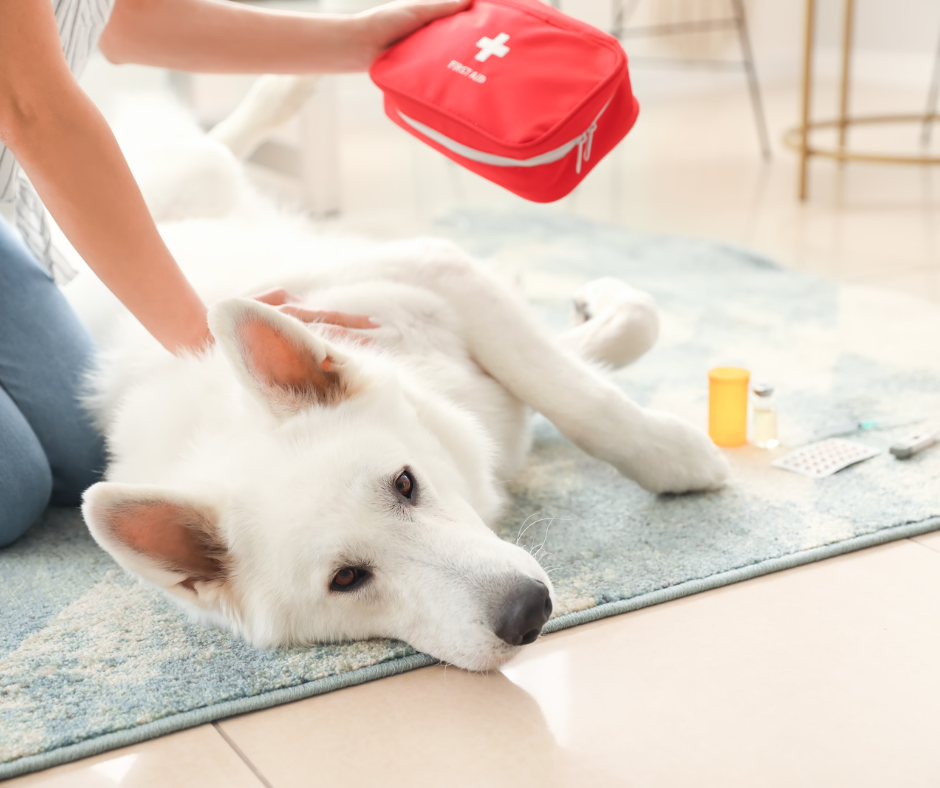 Ein weißer Hund liegt neben einem Erste-Hilfe-Kasten auf dem Boden.
