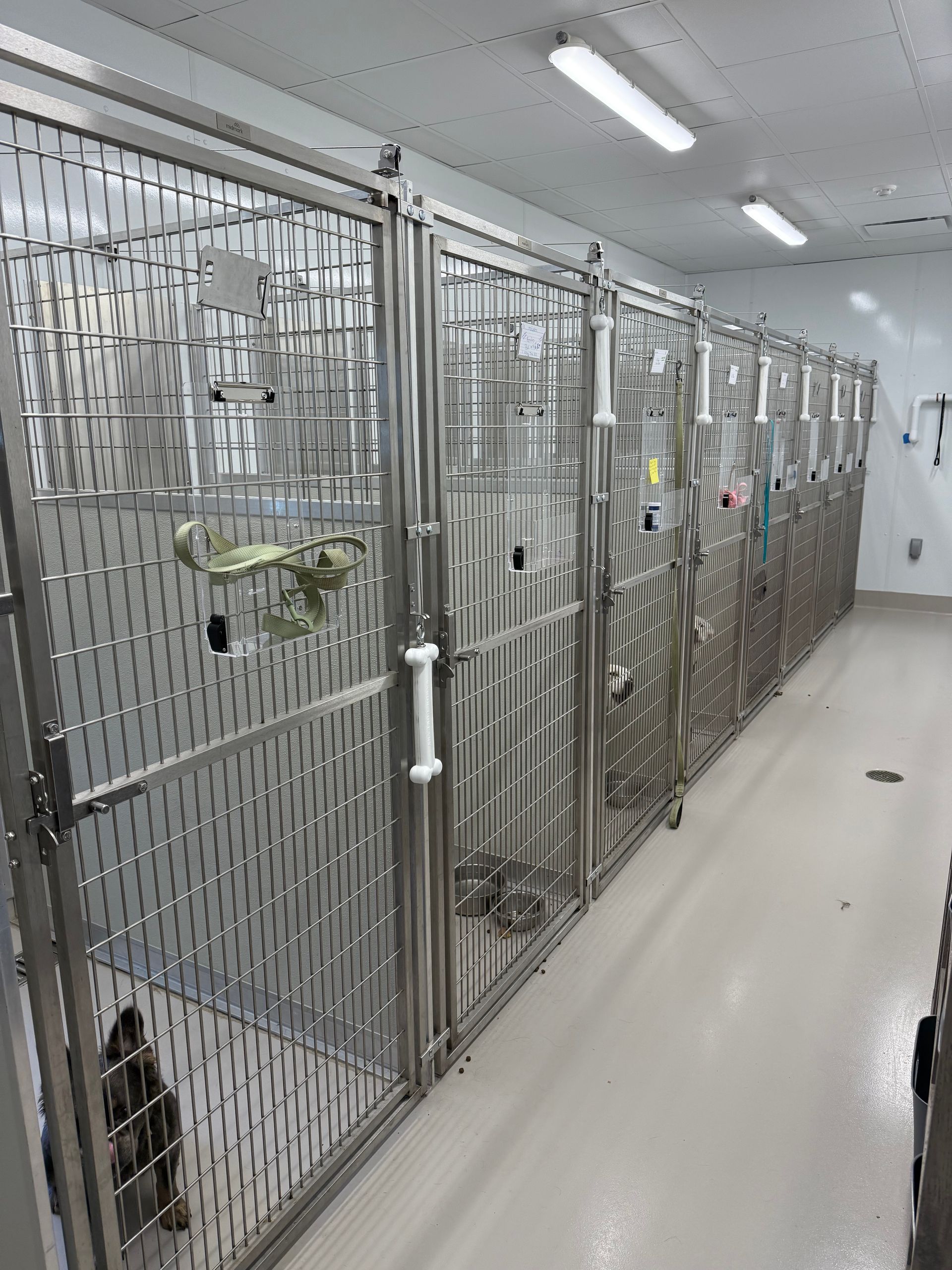Dogs — Washington Court House, OH — Fayette Veterinary Hospital Dogs — Washington Court House, OH — Fayette Veterinary Hospital