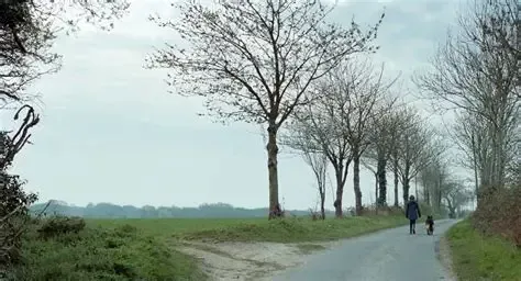 Person walking dog on a road beside leafless trees and a green field under a cloudy sky.