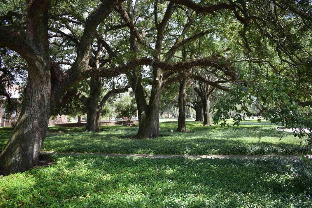 Gravel path lined with tall trees leading to a building in a green garden
