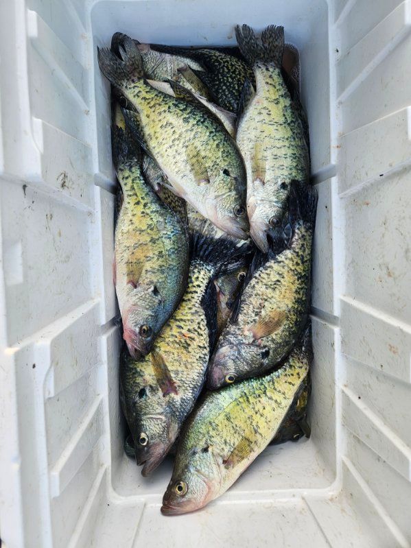 Several speckled fish lie in a white cooler, stacked on ice.