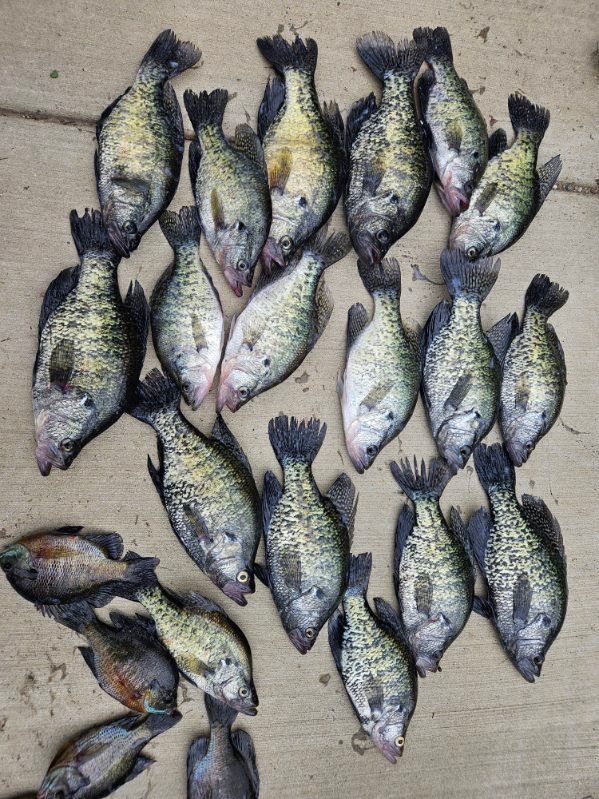 Several freshly caught fish laid out on a concrete surface.