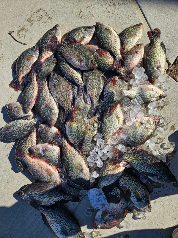 Pile of small fish on pavement beside crushed ice, likely a fresh catch at a market.