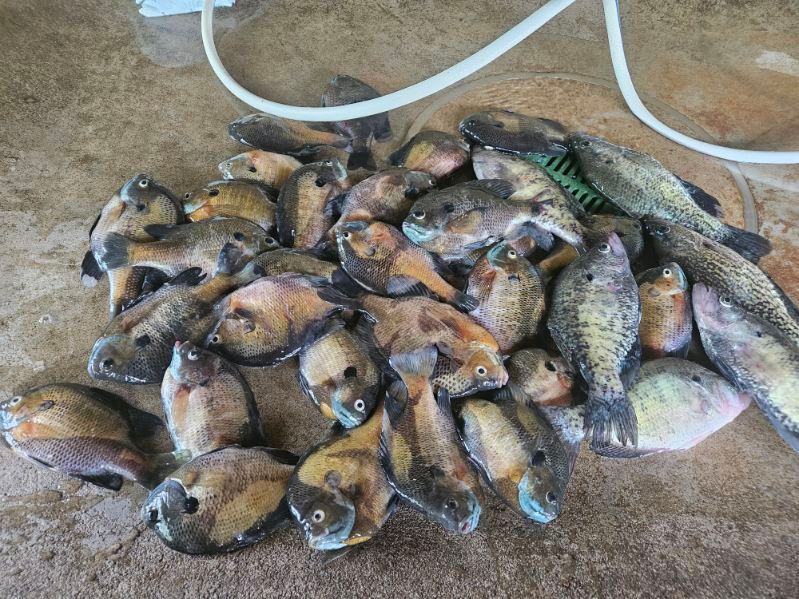 Pile of freshly caught fish on a concrete floor with a hose in the background