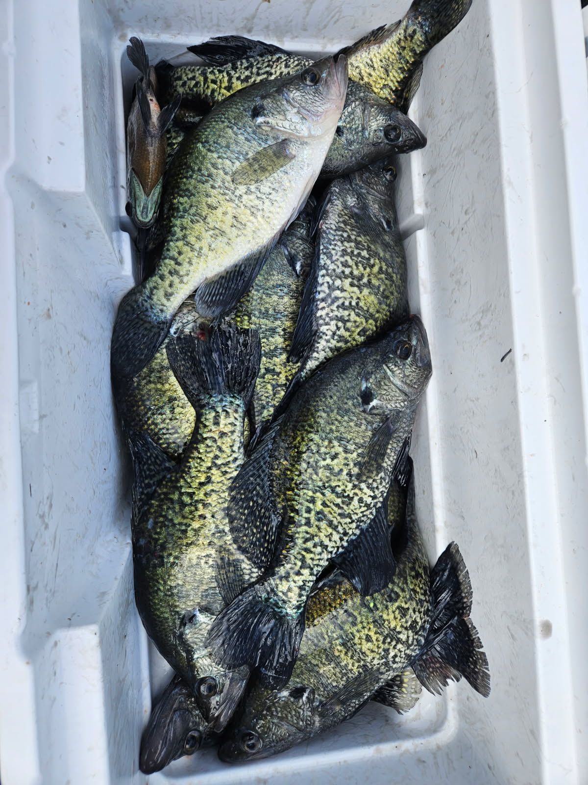 Several speckled fish lie stacked in a white cooler.