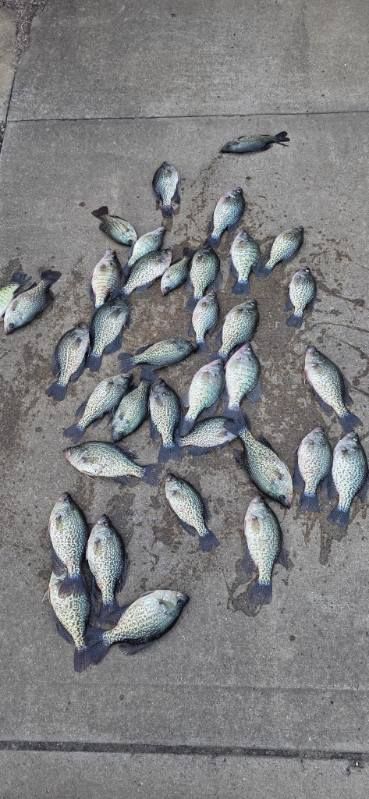 Dead fish scattered on a gray concrete pavement.
