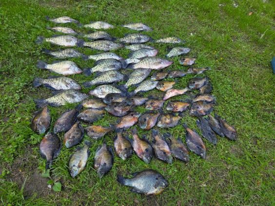 Dozens of fish laid out on grass in neat rows, with one fish in the foreground