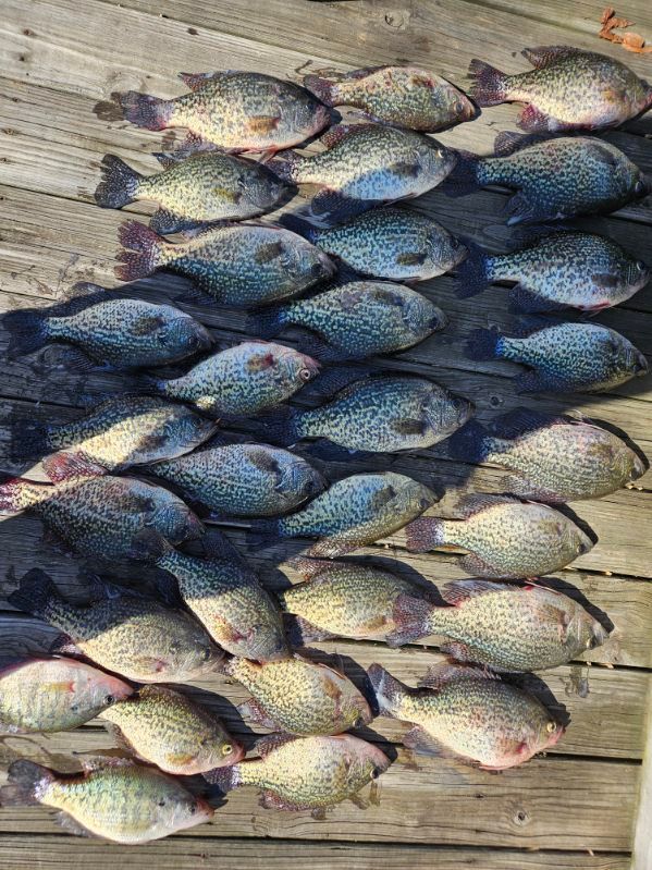 Several fish laid out in rows on a wooden surface, seen from above.