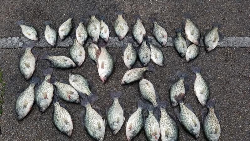 Small pale fish laid out on rough dark pavement in several rows