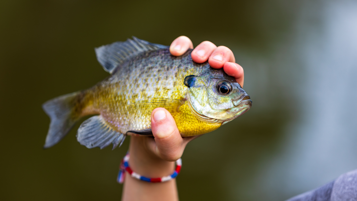 Hand holding a colorful sunfish against a blurred green background