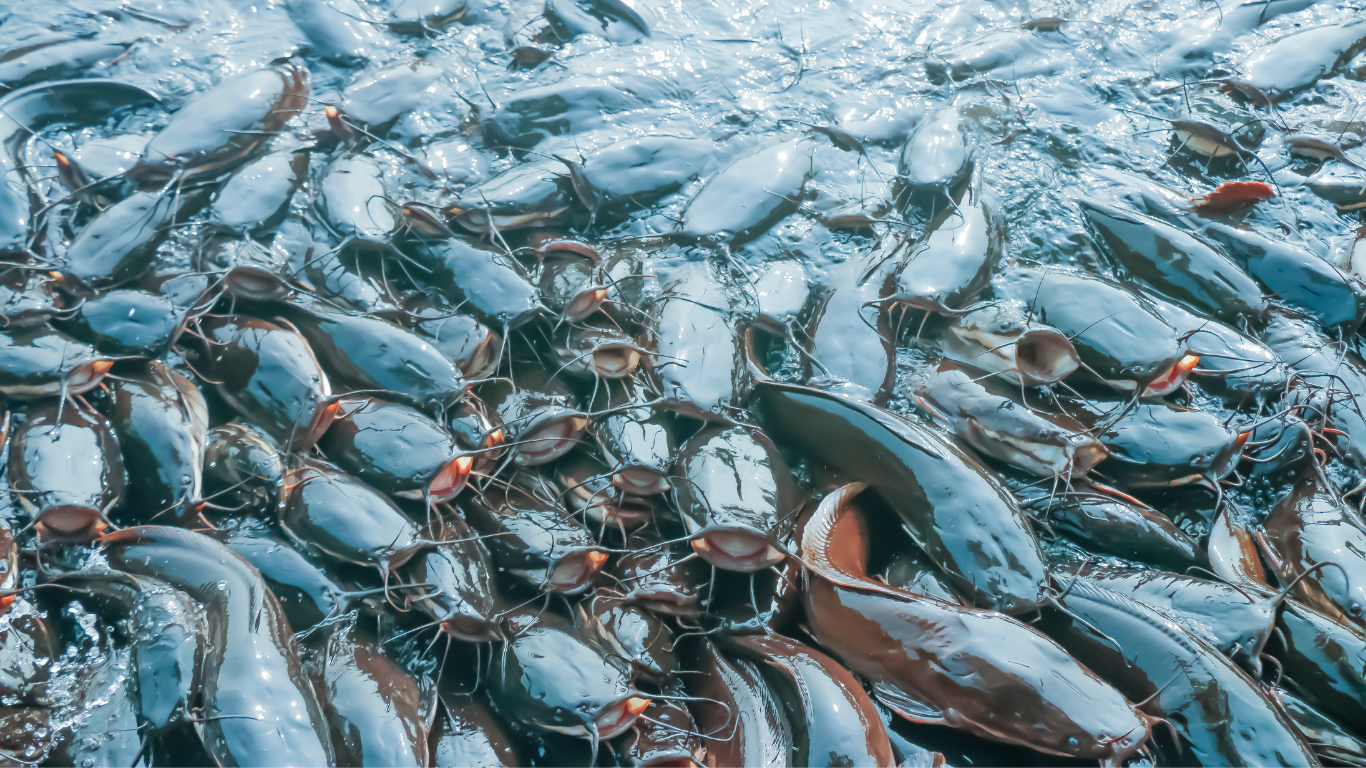 A dense school of silvery fish swimming in clear blue water, seen from above