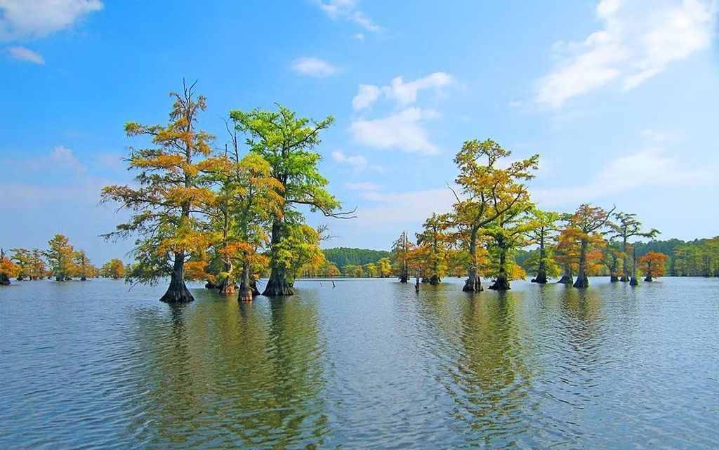 Flooded landscape with trees rising from calm water under a blue sky