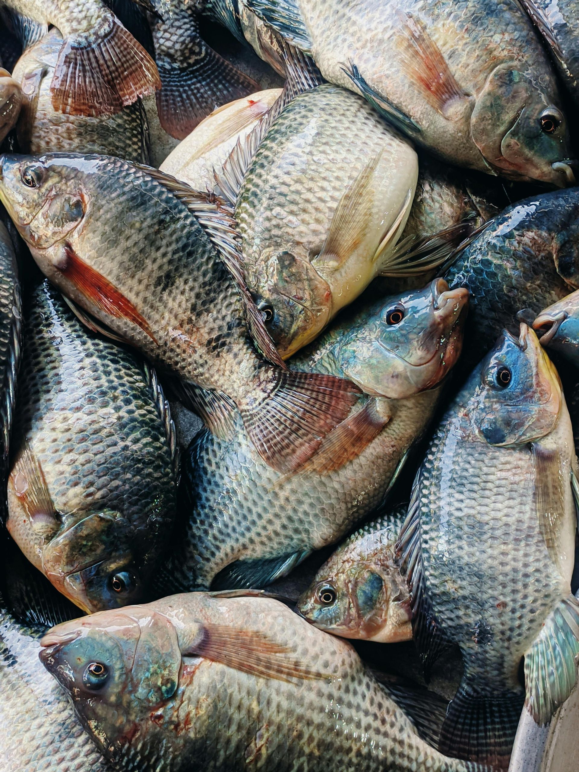 Pile of fresh fish with silver scales and reddish markings on display