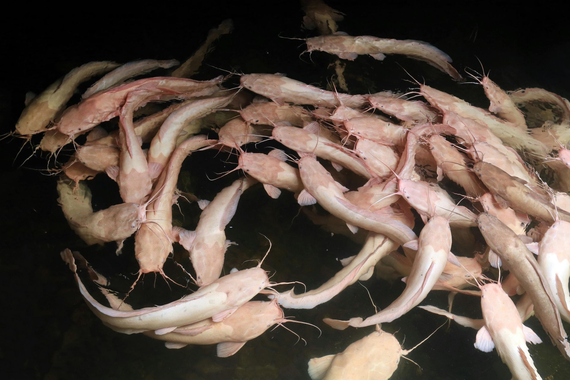 Pile of pale fish on a black surface
