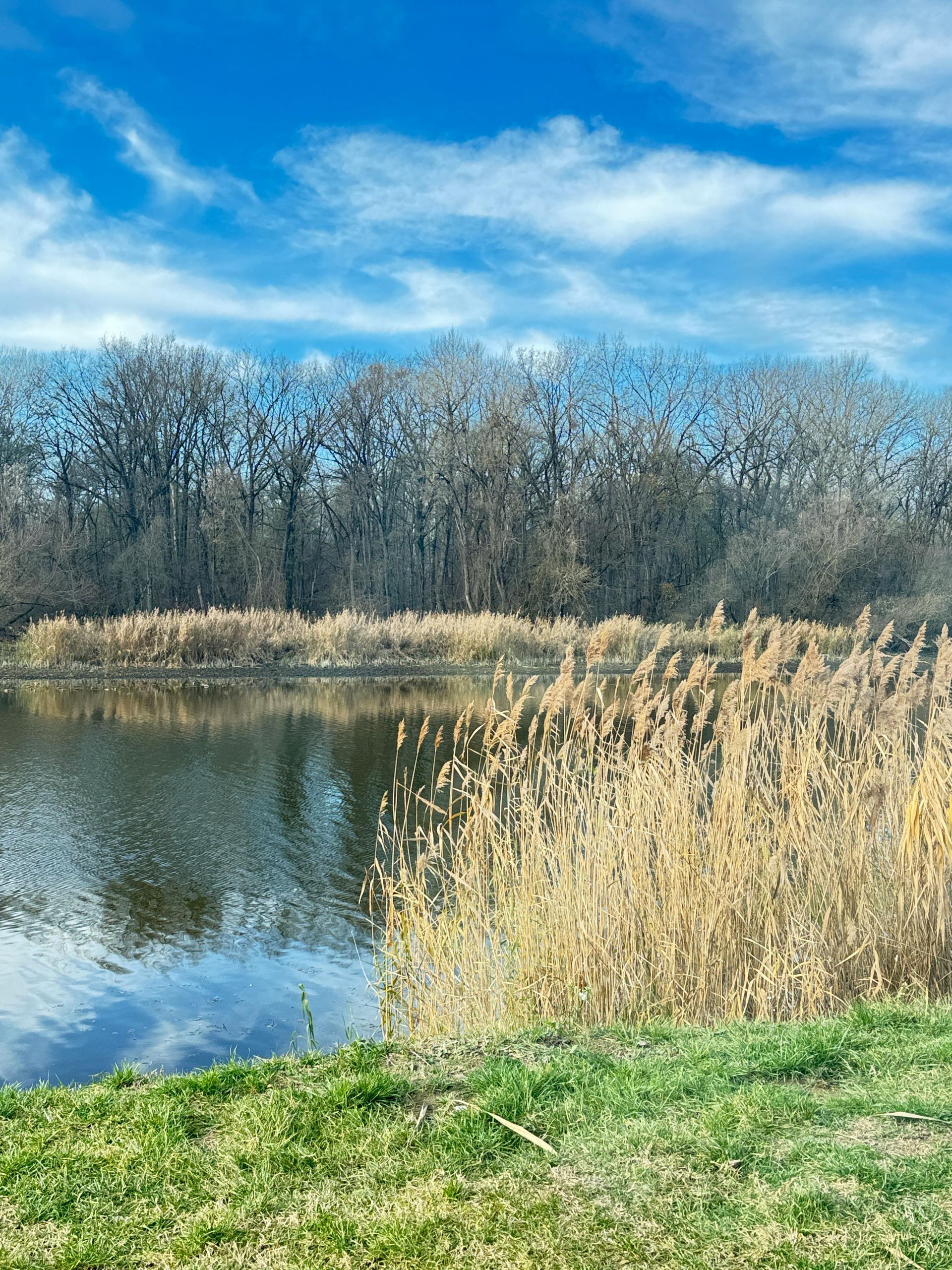 Calm pond with tall reeds, grassy shore, leafless trees, and a bright blue sky reflected in the water