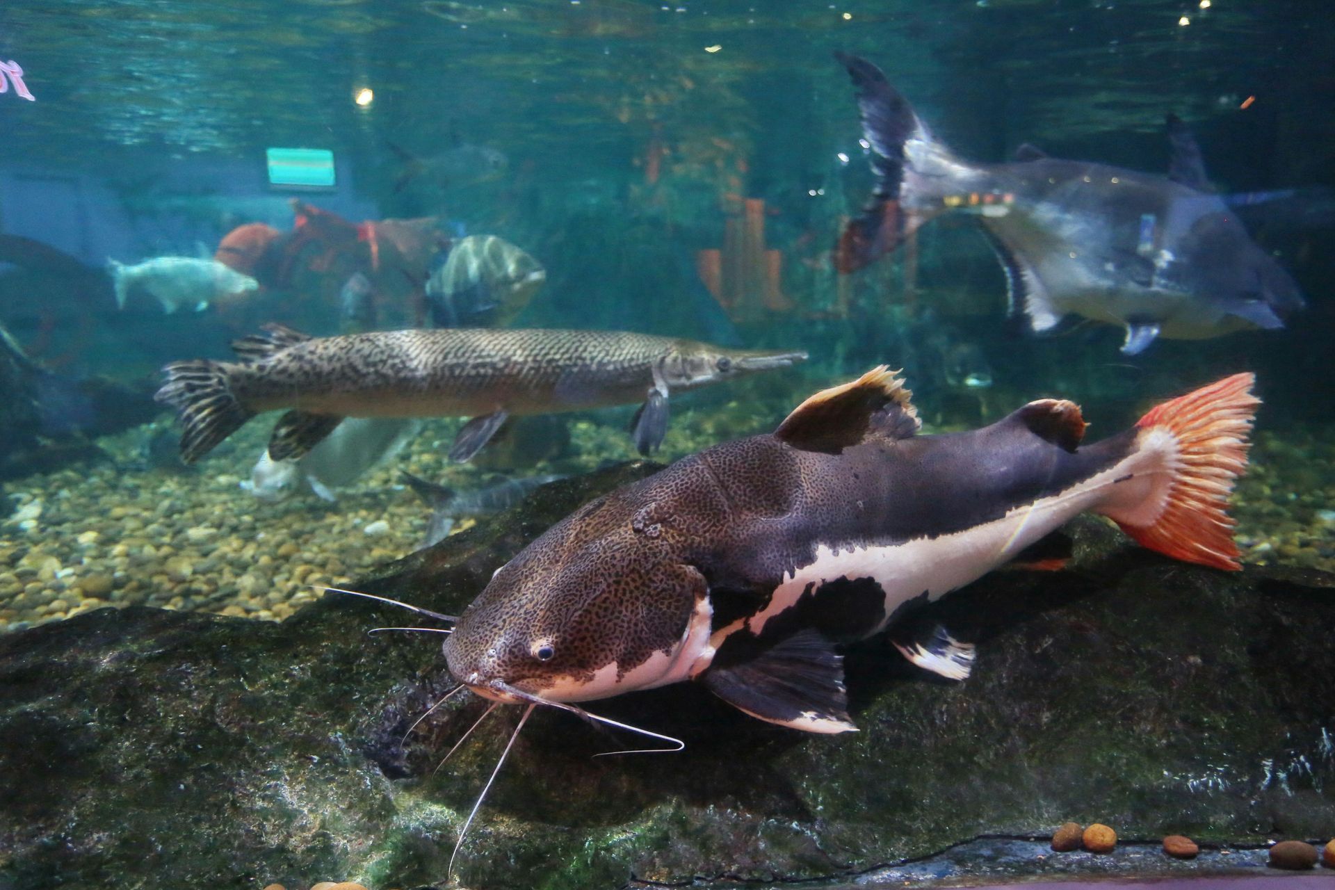 Large catfish swimming in a dim aquarium with other fish in the background