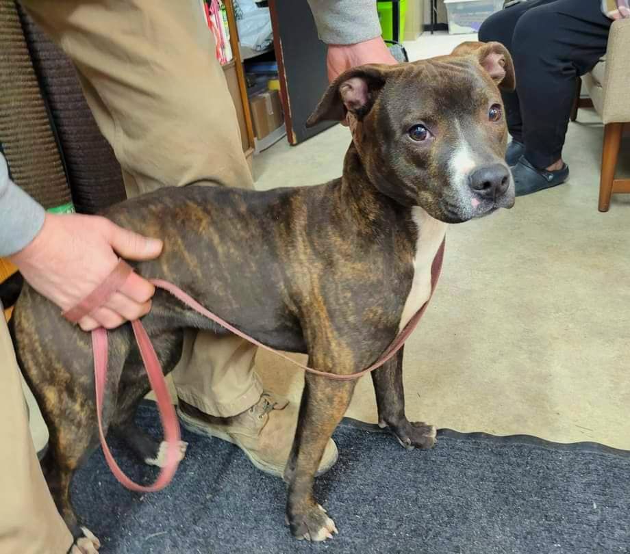 Dog Rescue | Pet Adoption | Rescue 55021 | Faribault