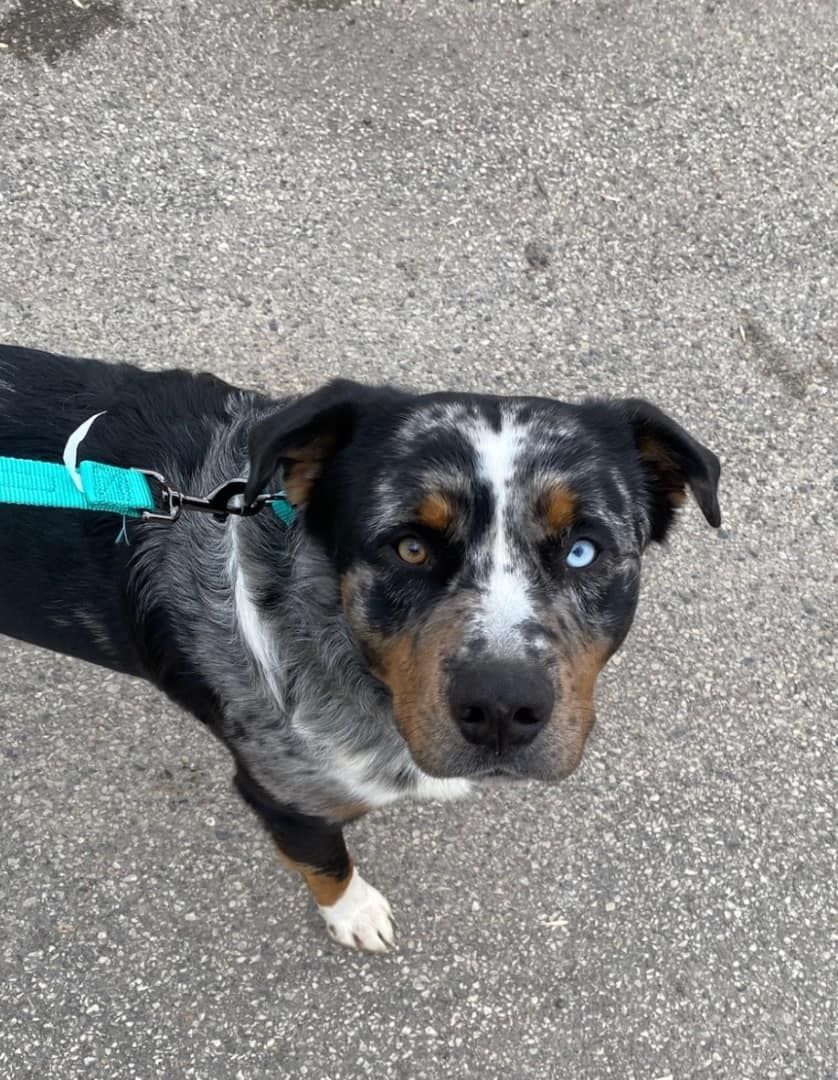 Dog Rescue | Pet Adoption | Rescue 55021 | Faribault