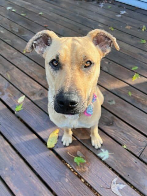 Dog Rescue | Pet Adoption | Rescue 55021 | Faribault