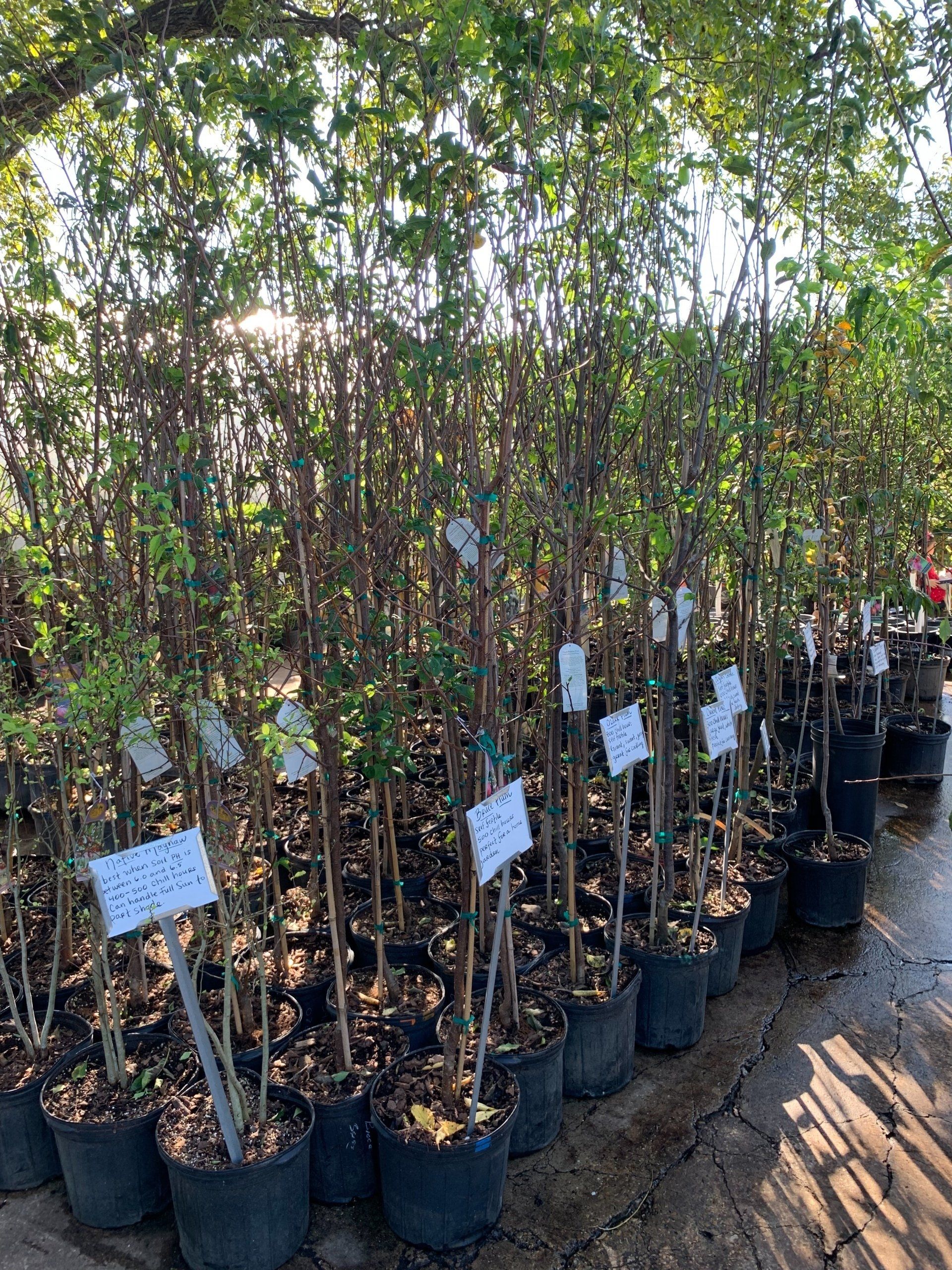 Rows of young potted trees in a nursery, each with a white label under bright sunlight.