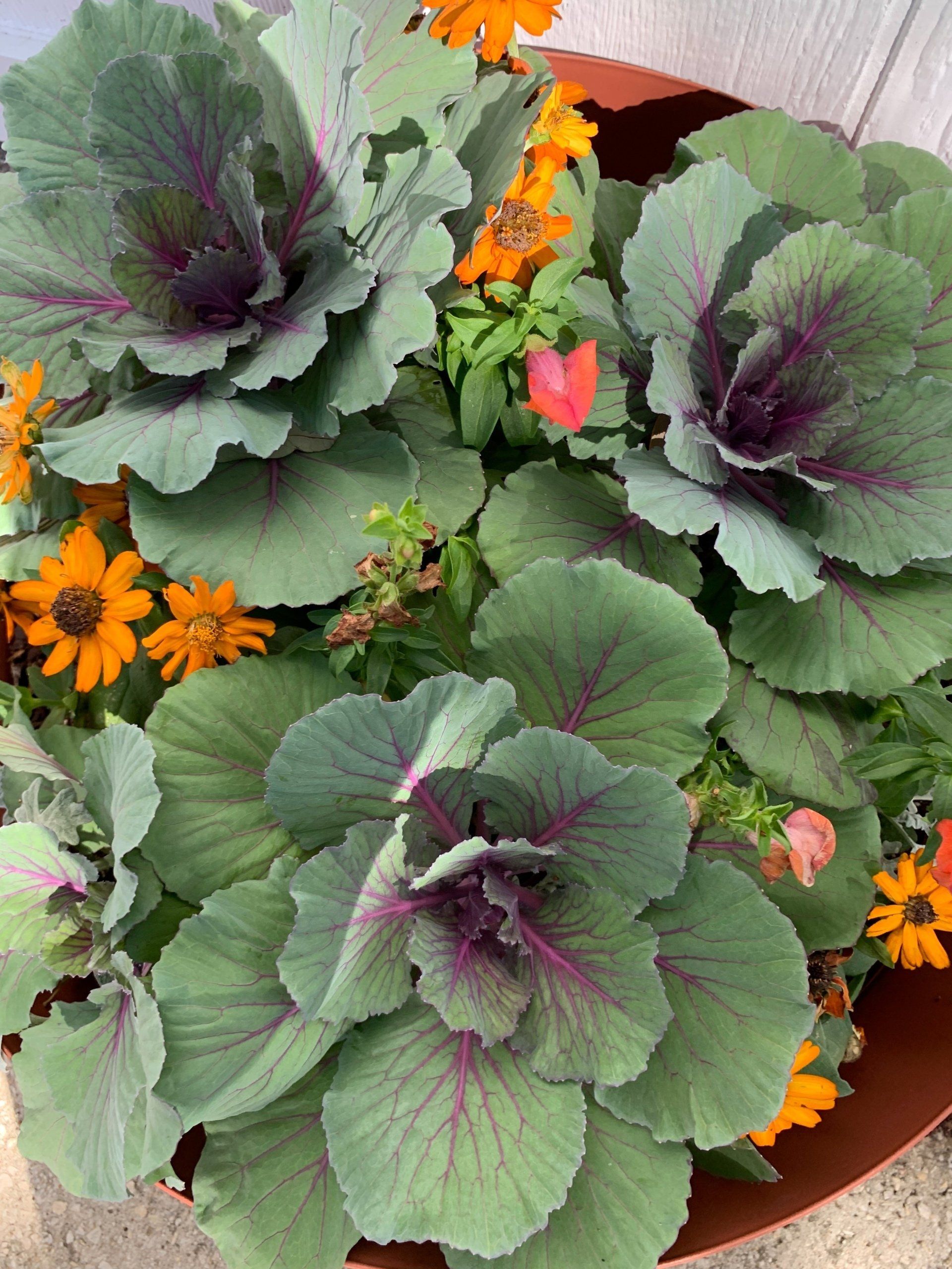 Ornamental cabbage and orange flowers in a terracotta planter