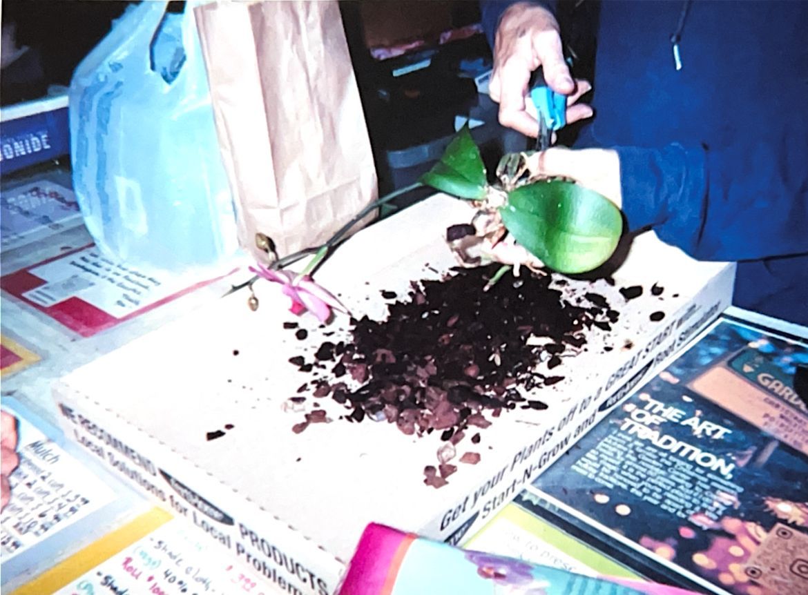 Hands scooping dark soil into a green pot on a table with newspapers and gardening supplies