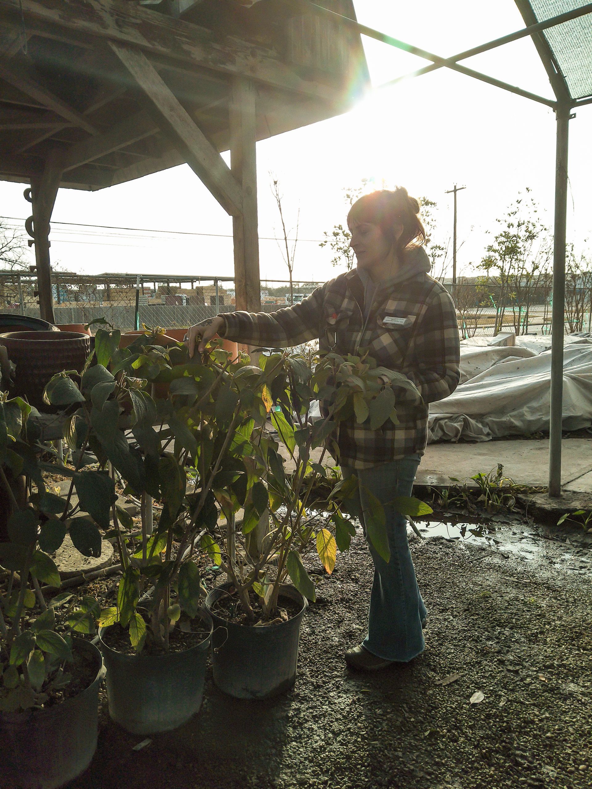 Person watering potted plants in a greenhouse with sunlight streaming in