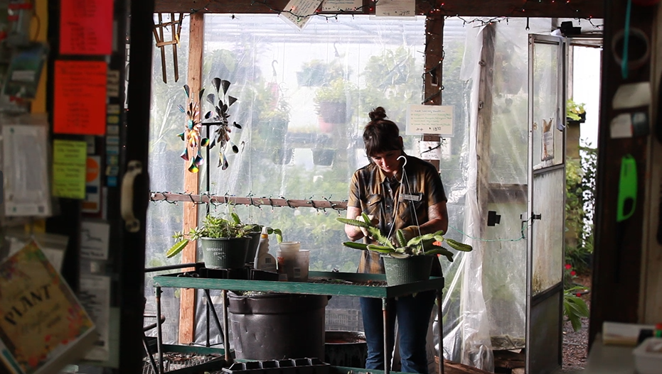 Person arranging potted plants at a market stall with sunlight streaming in.