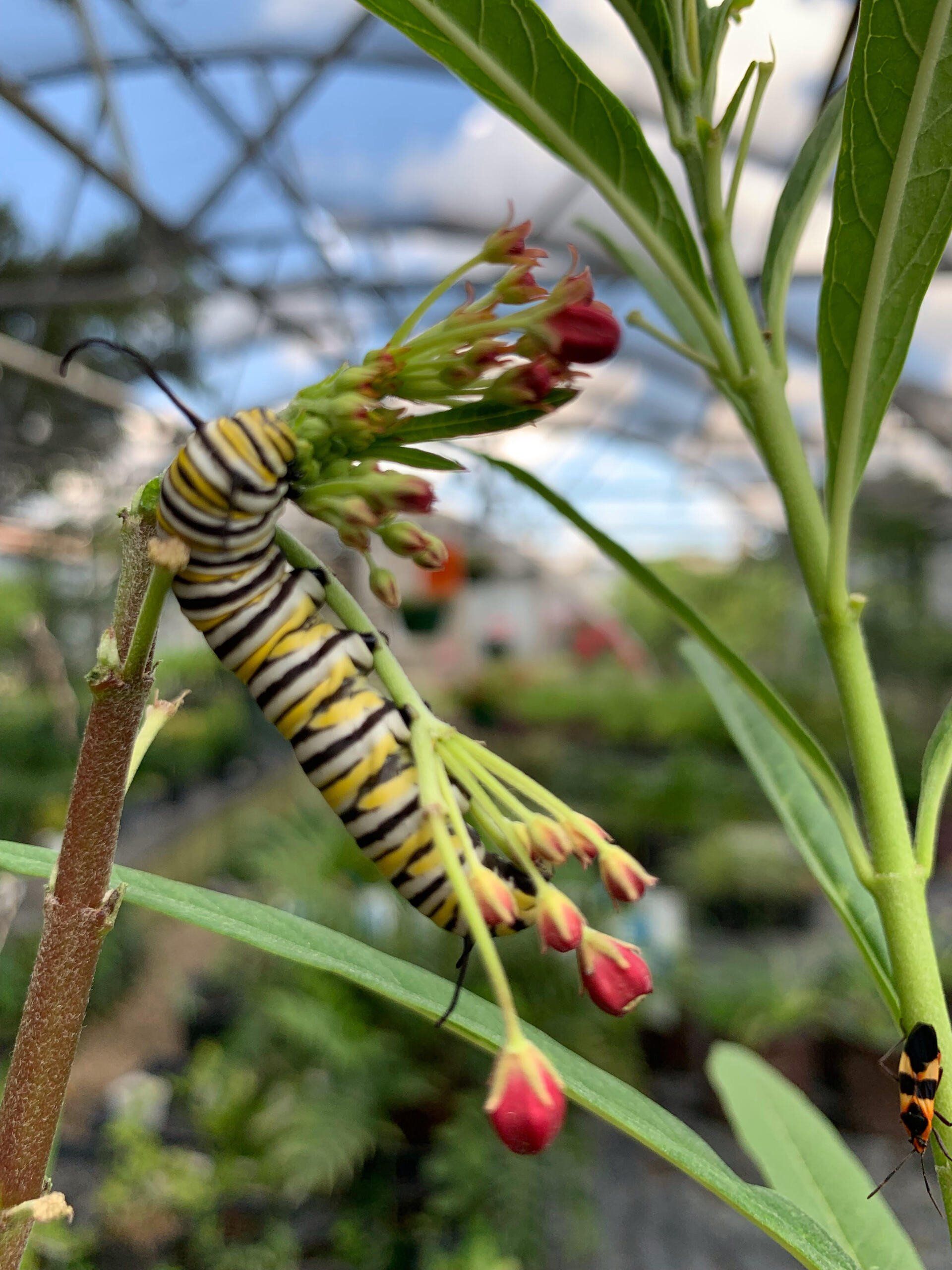 Striped caterpillar on green stem with red buds in a garden greenhouse
