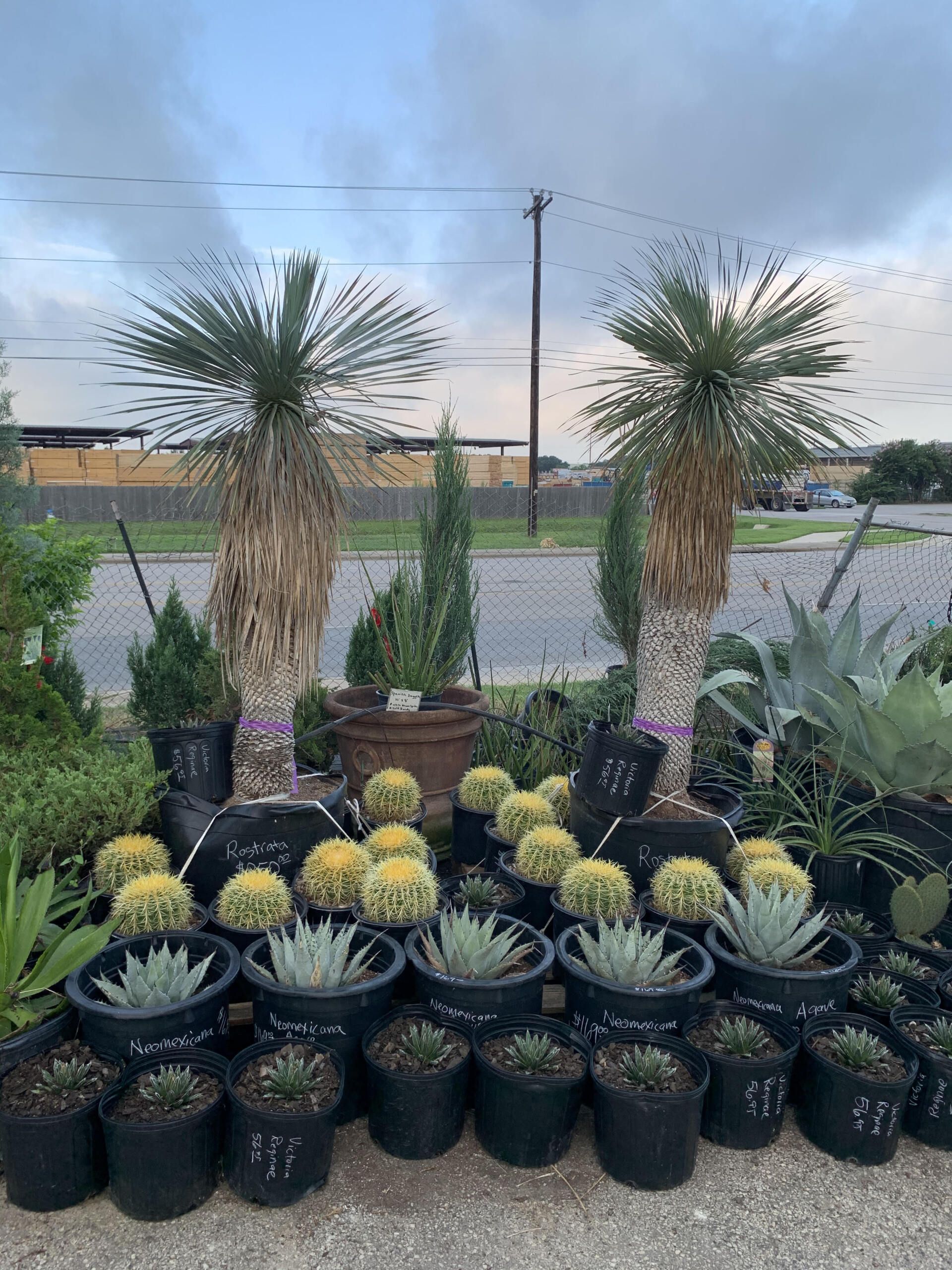 Potted succulents and cacti displayed outdoors in front of a roadside fence and cloudy sky